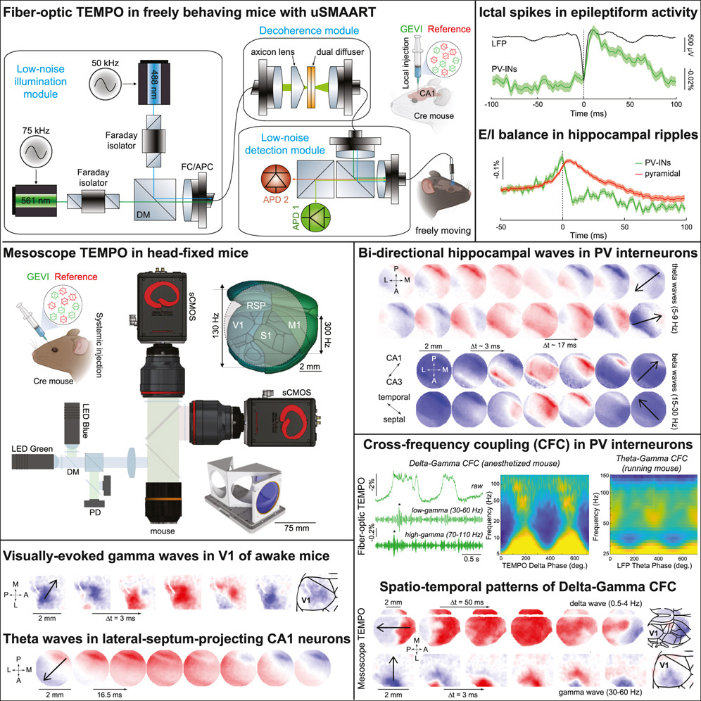 Imaging high-frequency voltage dynamics in multiple neuron classes of behaving mammals